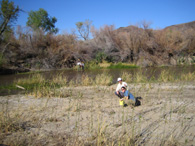 Photograph of field work along the Bill Williams River