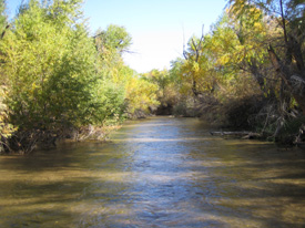 Photograph of Bill Williams River Channel