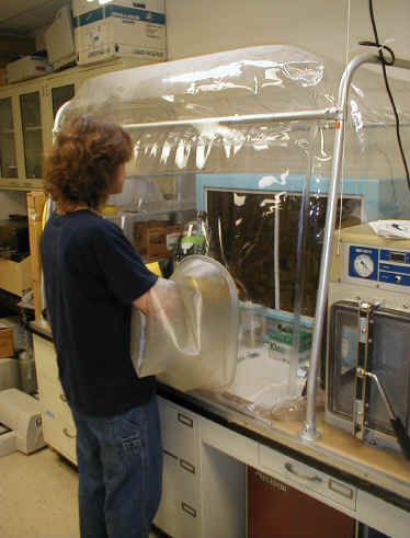 Photograph of anaerobic glove box in use.