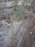 Photograph of Tamarisk