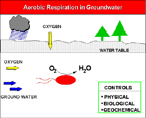 Diagram illustrating the aerobic respiration cycle in groundwater.