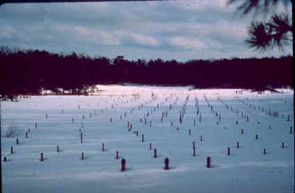 Photograph of monitoring wells near former waste water disposal beds, Massachusetts Military Reservation, Cape Cod, MA.