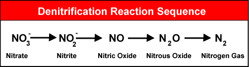 Illustration of denitrification reaction sequence.