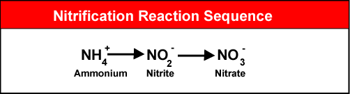 Illustration of nitrification reaction sequence.