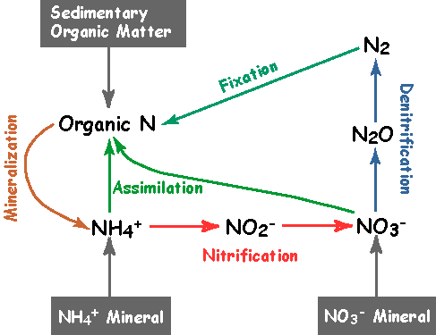 Diagram illustrating nitrification and denitrification pathways.