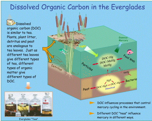 Everglades Dissolved Organic Carbon