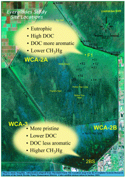 Everglades study site locations