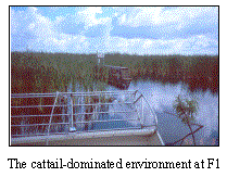 cattail environment