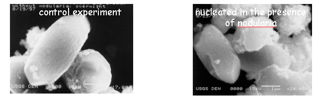 SEM imaging of nucleated aragonite